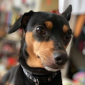 Meet your Posher, Dori